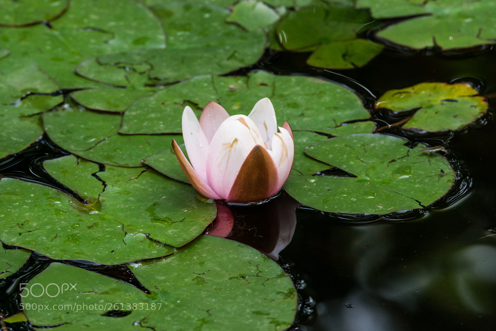 Nikon D800E sample photo. Ninfea photography