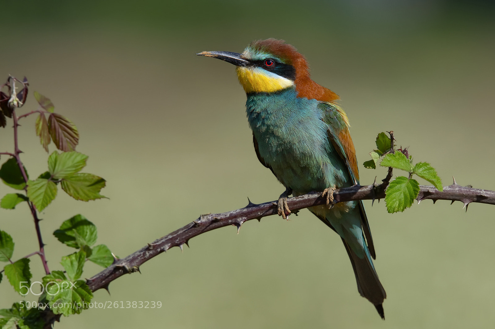 Nikon D7200 sample photo. Gruccione - bee eater photography
