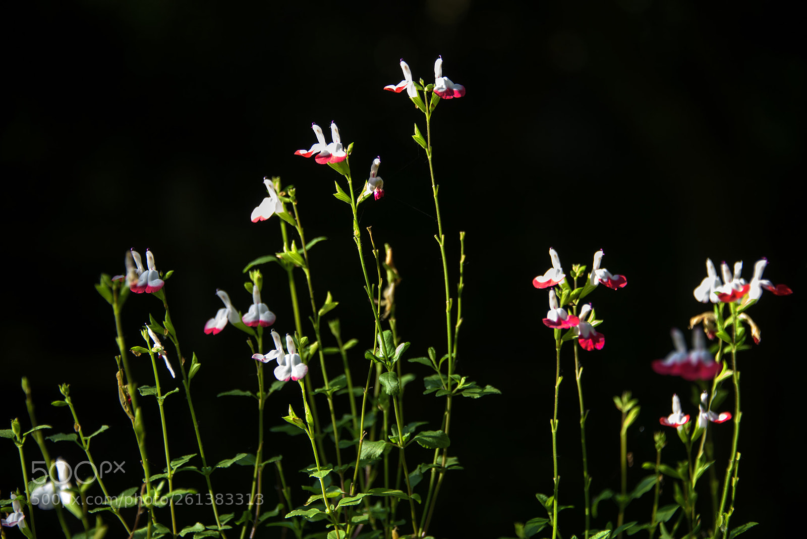 Nikon D810 sample photo. Look at the sky photography