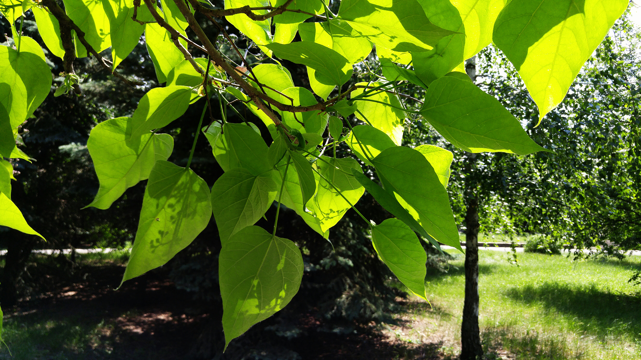 LG H818P sample photo. Young greenny 🌿 photography