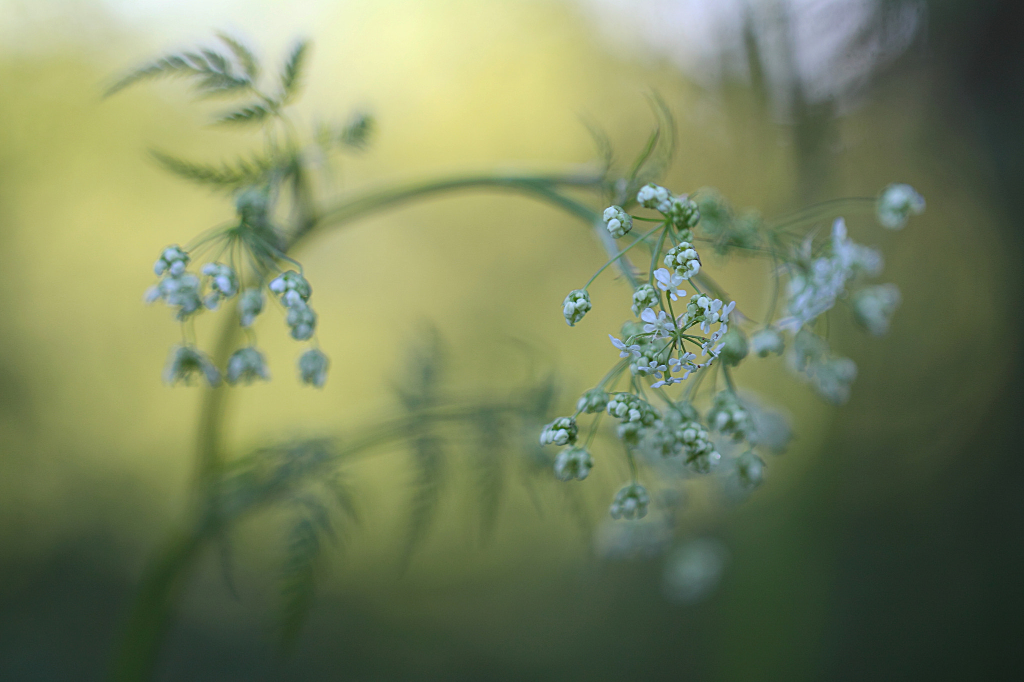 Canon EF 100mm F2.8L Macro IS USM sample photo. Forest laces photography