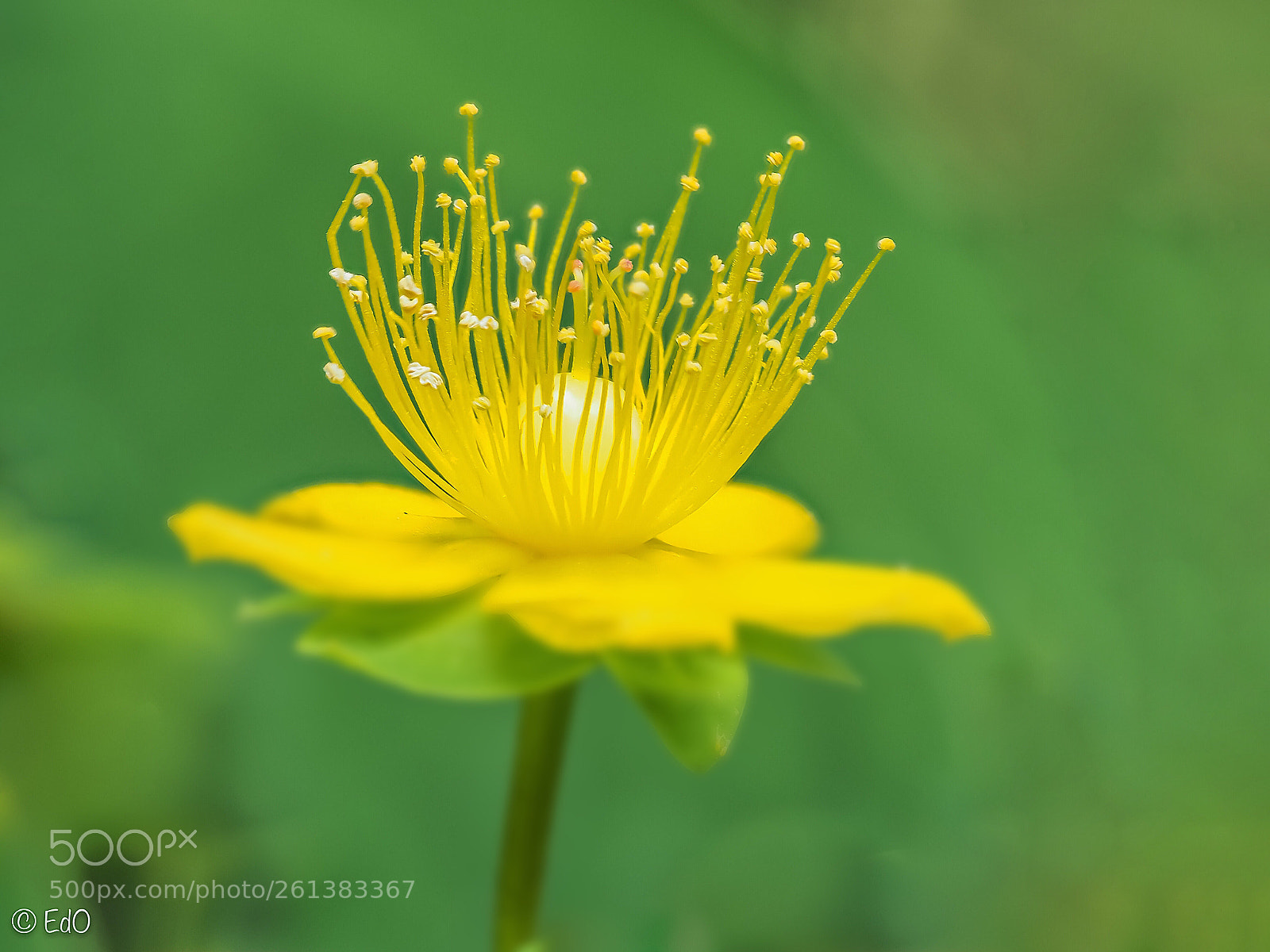 Olympus OM-D E-M1 Mark II sample photo. St johnswort photography