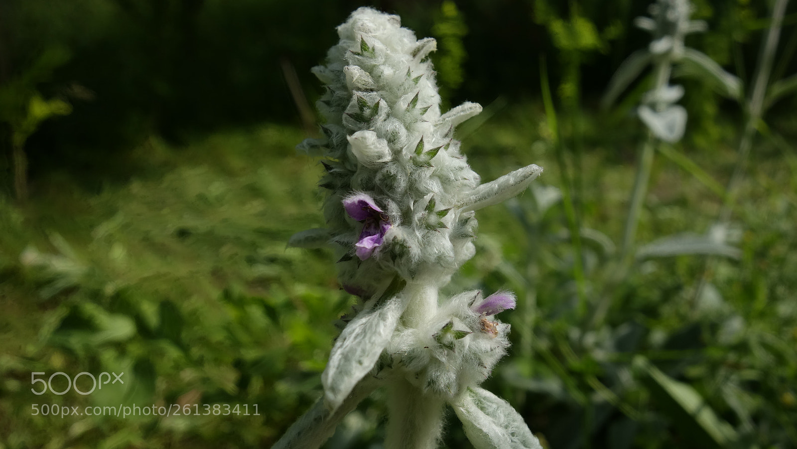 Sony Cyber-shot DSC-RX100 sample photo. Fluffy flower photography