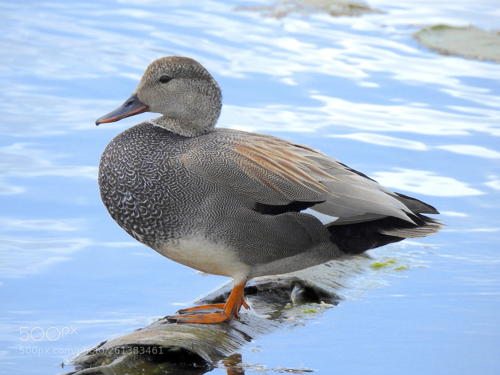 Nikon Coolpix P900 sample photo. Gadwall photography