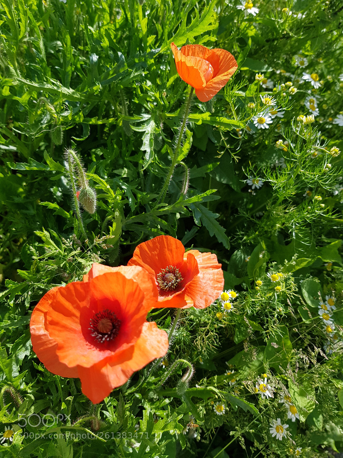 Samsung Galaxy S8 sample photo. Poppys,daisys &weeds. photography
