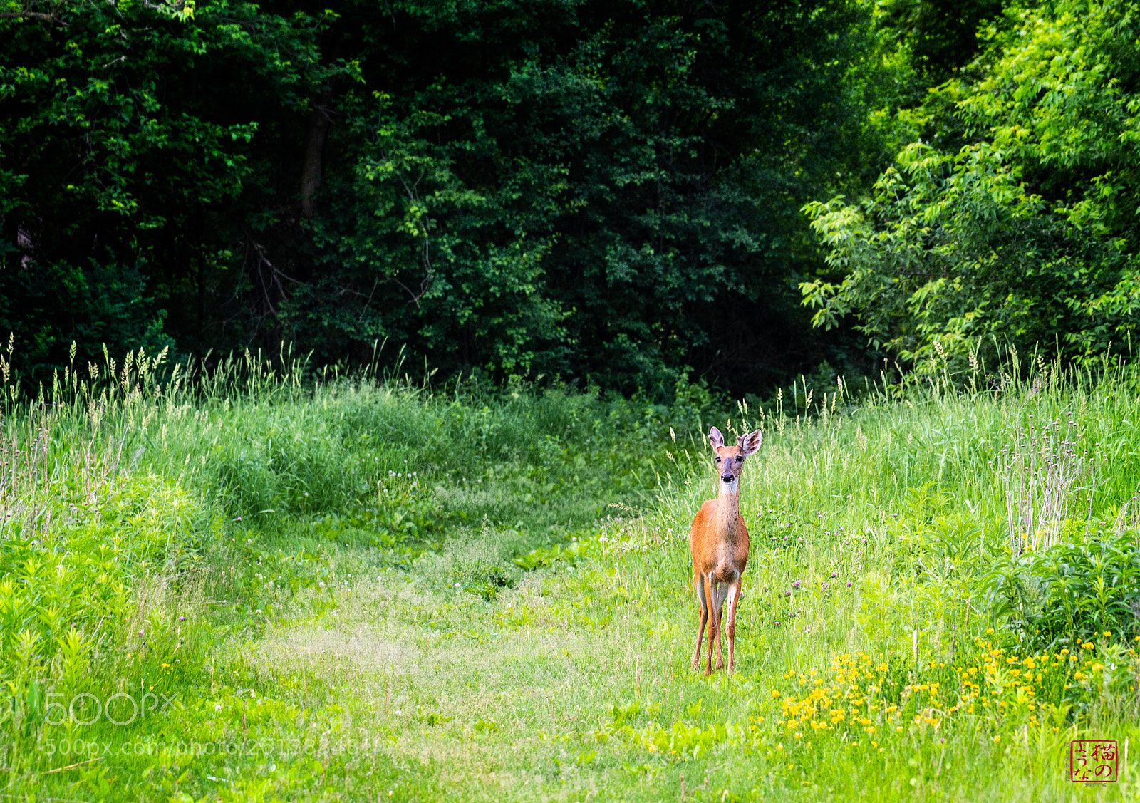 Sony a7 III sample photo. Young buck photography