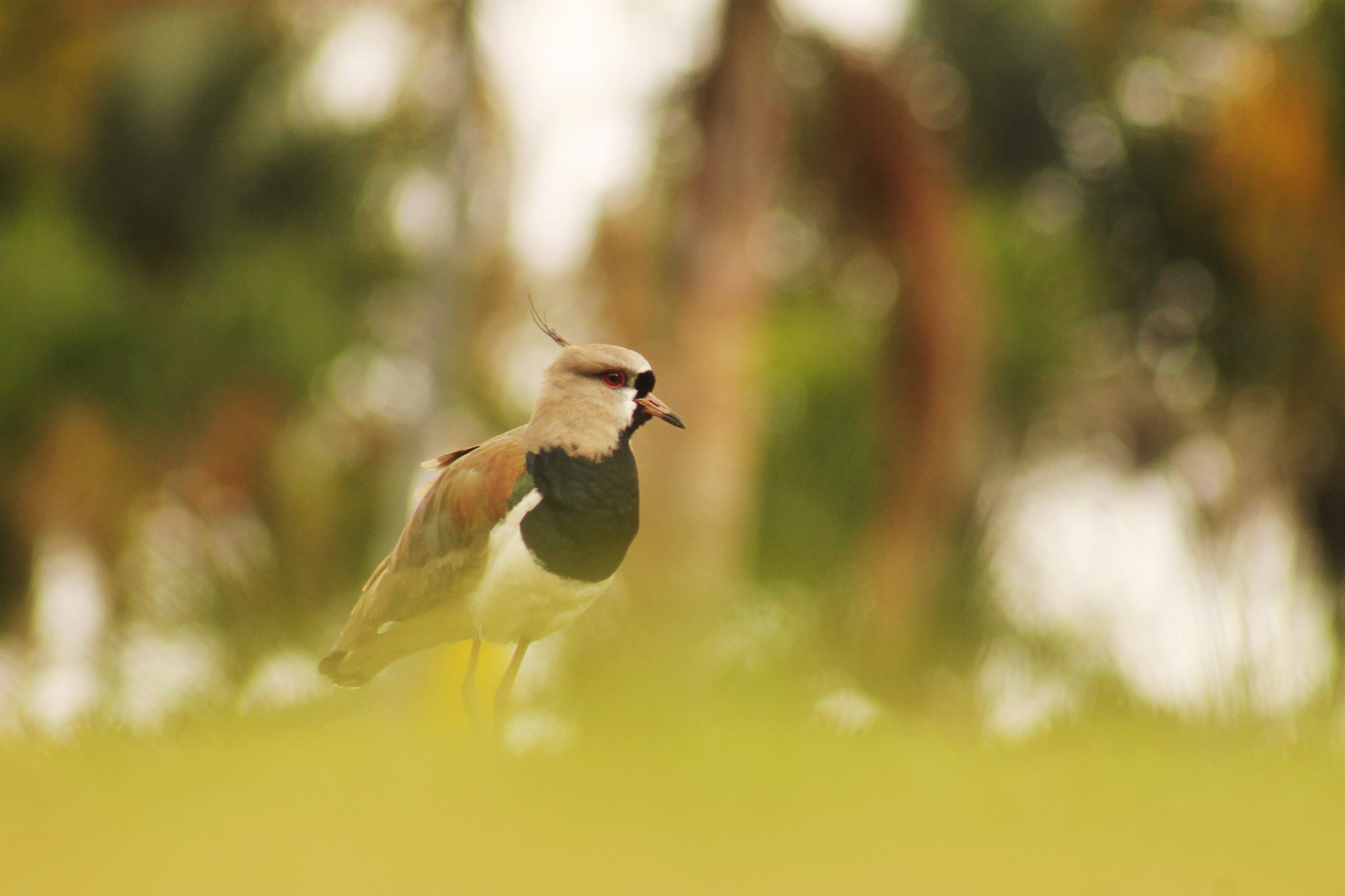 Canon EOS 1100D (EOS Rebel T3 / EOS Kiss X50) sample photo. Southern lapwing photography