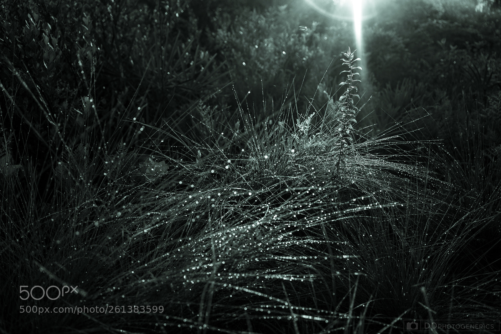 Sony a7 sample photo. Misty sunrise photography