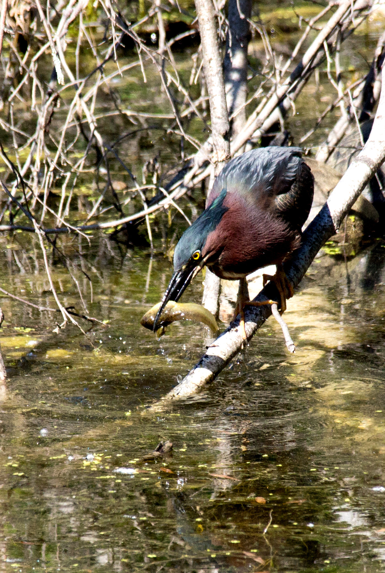 Canon EOS 100D (EOS Rebel SL1 / EOS Kiss X7) sample photo. The catch of the day! photography