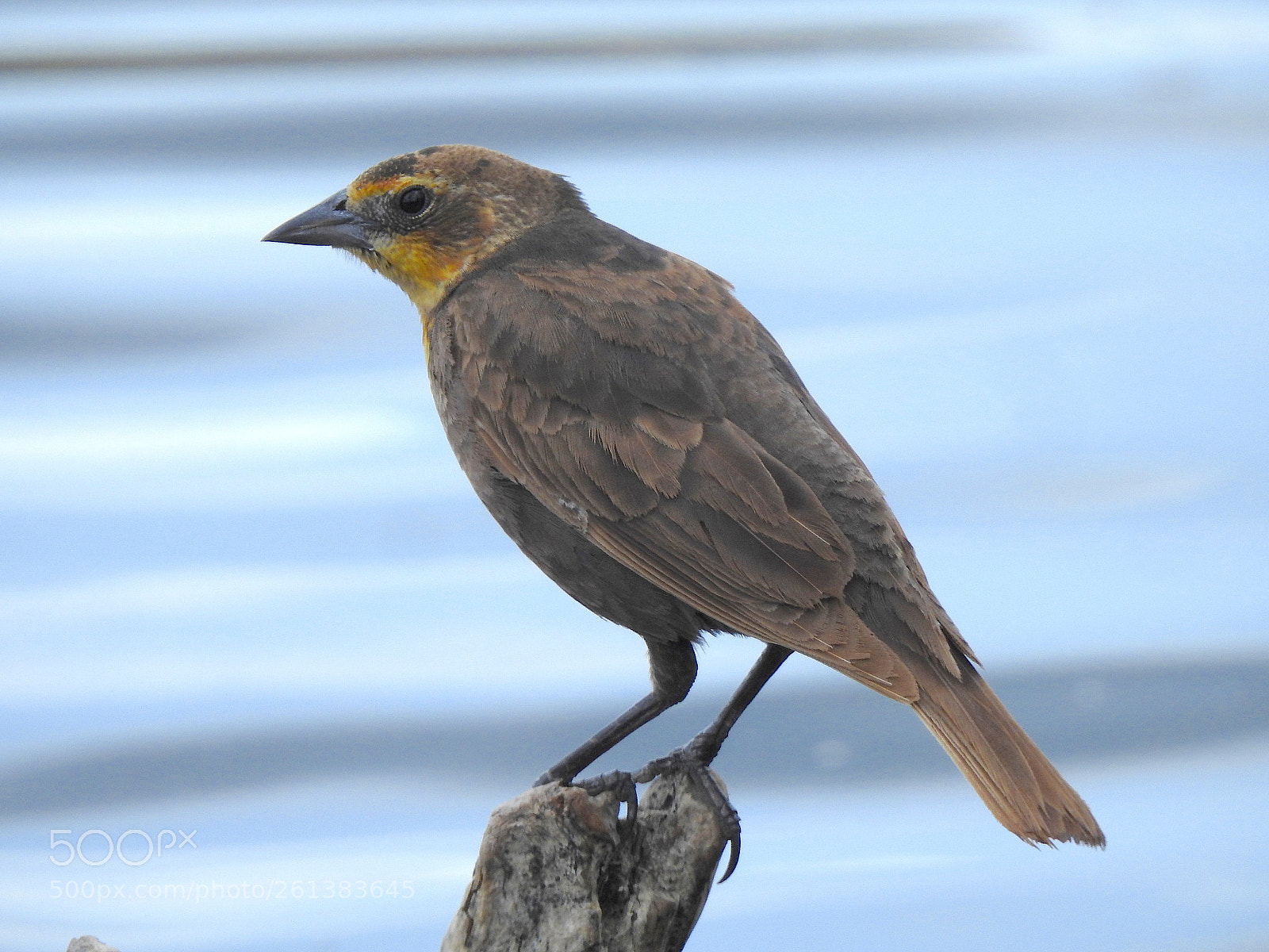 Nikon Coolpix P900 sample photo. Yellow-headed blackbird photography