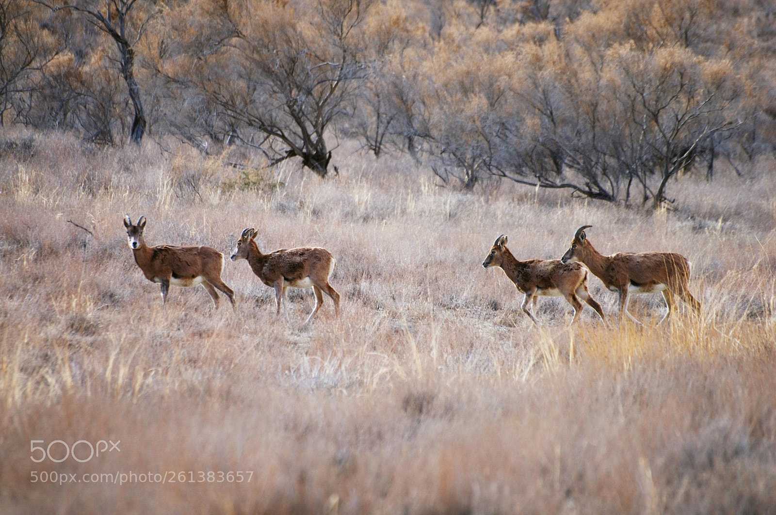 Nikon D70s sample photo. Female bighorns 1 photography