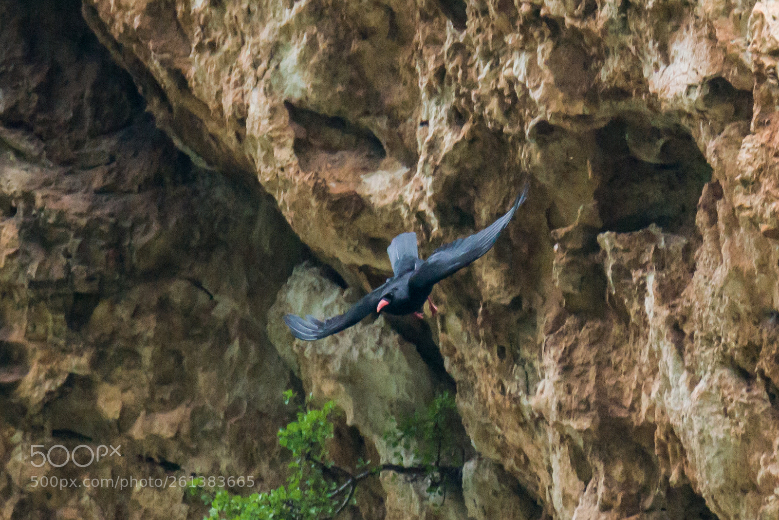 Nikon D800E sample photo. Gracchio corallino photography