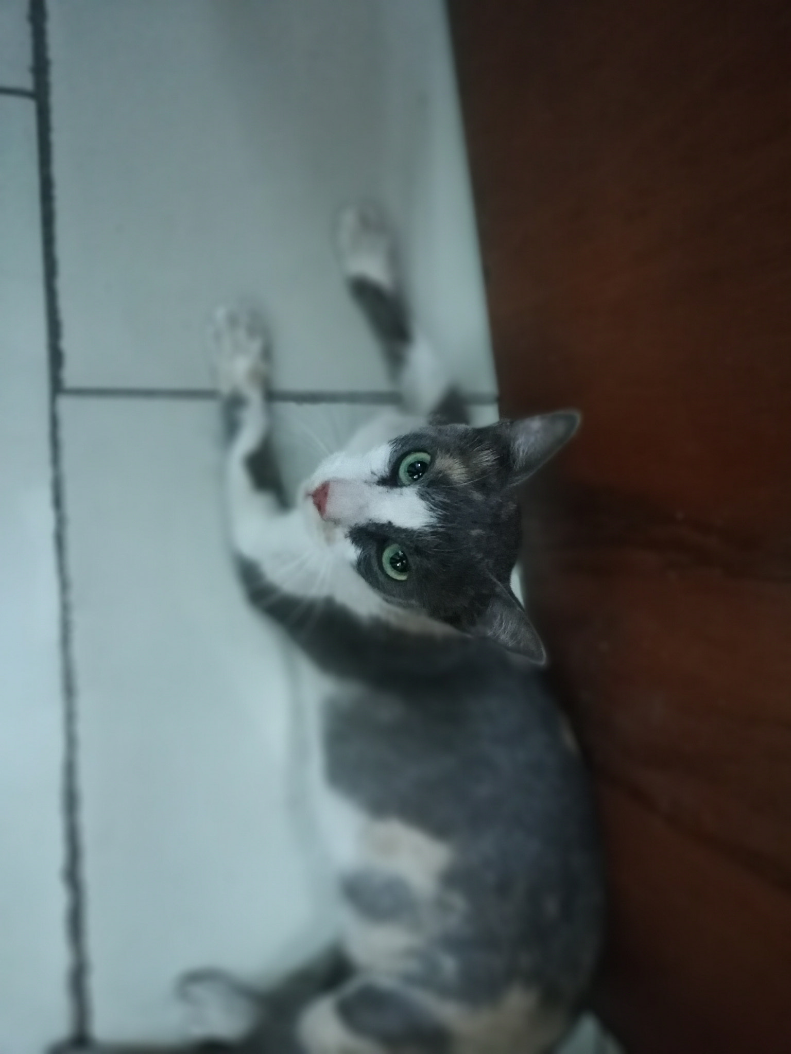 HUAWEI Mate 10 Lite sample photo