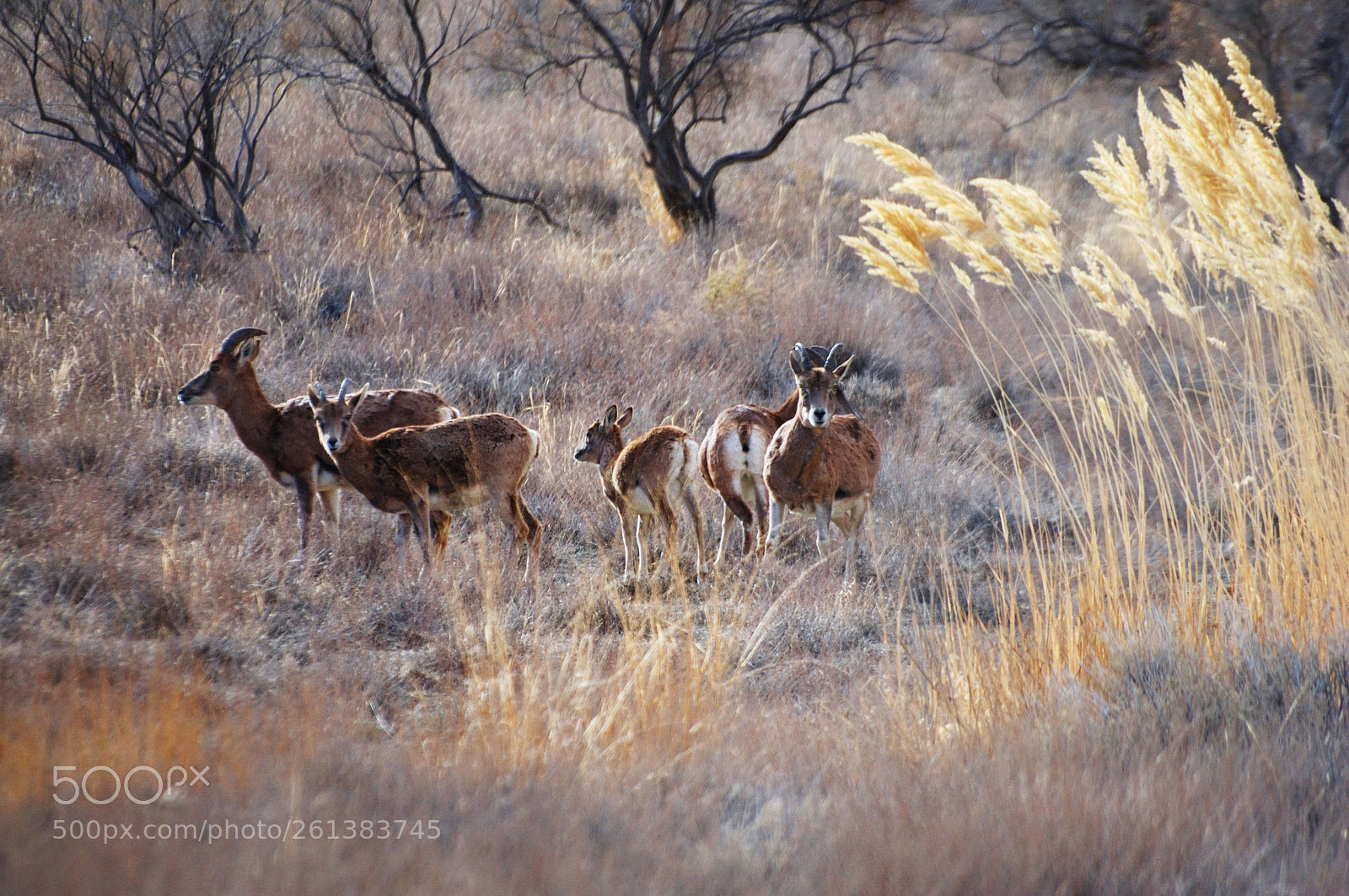 Nikon D70s sample photo. Female bighorns 2 photography
