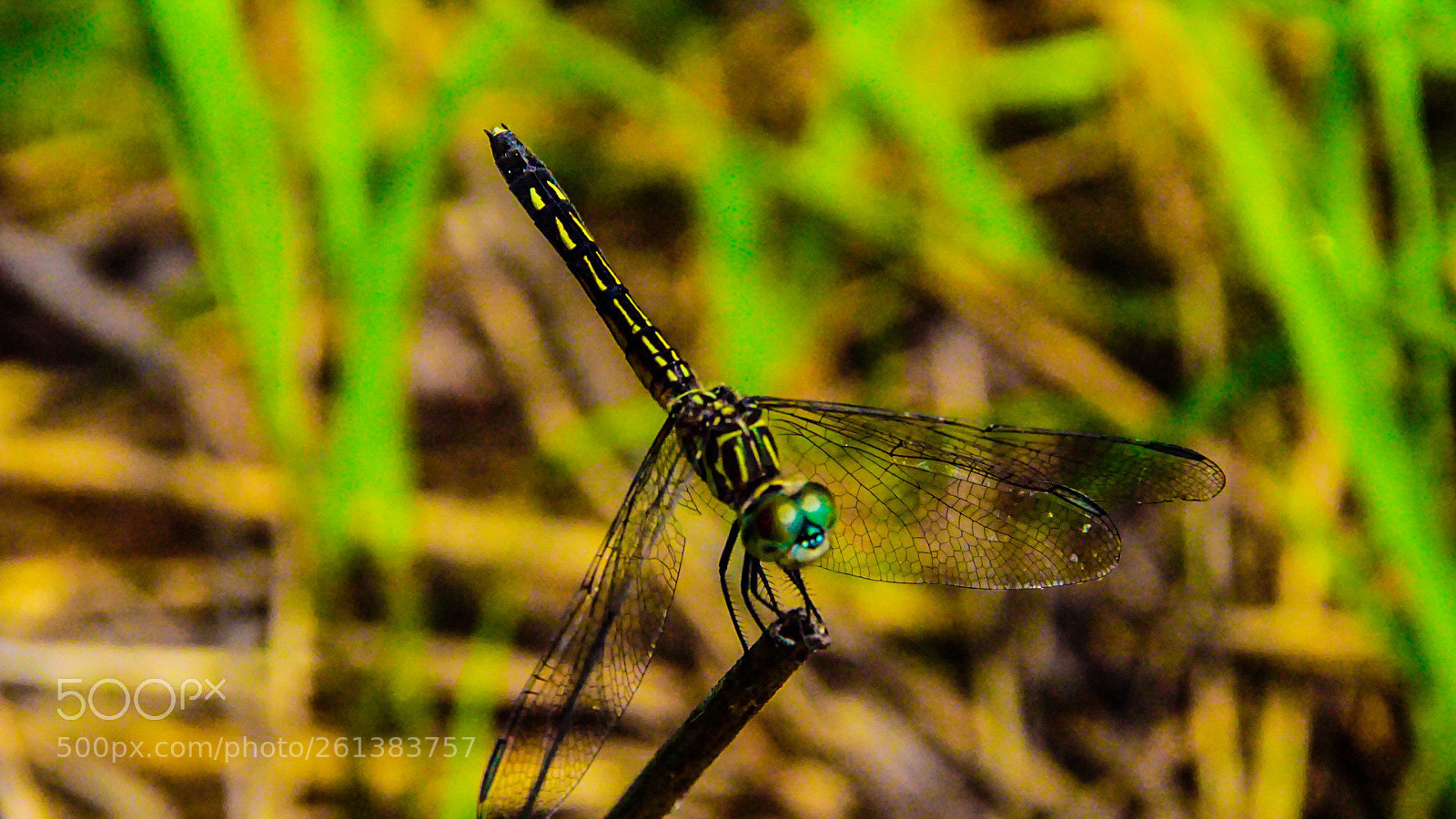 Sony a6000 sample photo. The dragonfly's photo op photography