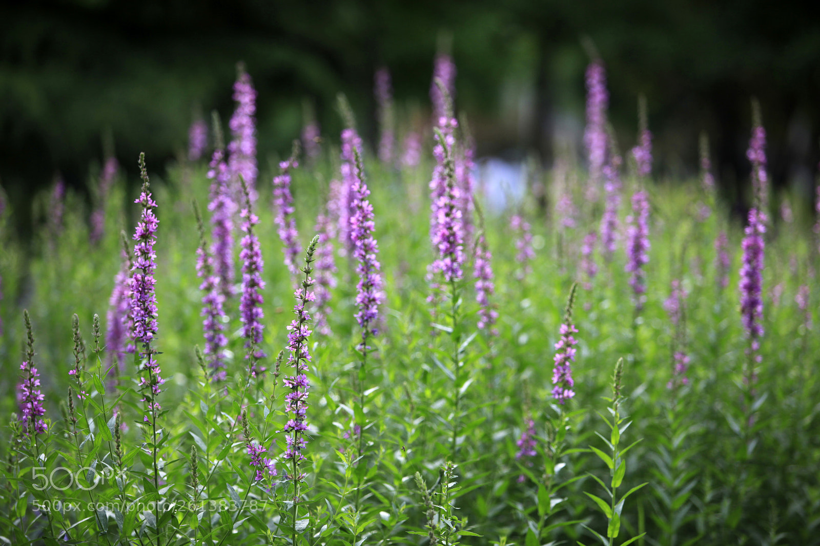 Canon EOS 5D Mark II sample photo. 夏花 photography