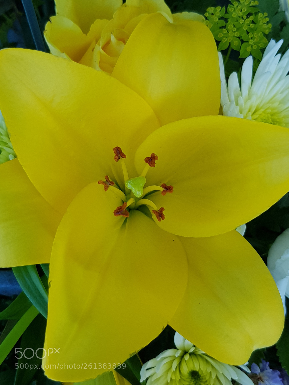Samsung Galaxy S8 sample photo. Yellow lilly. photography