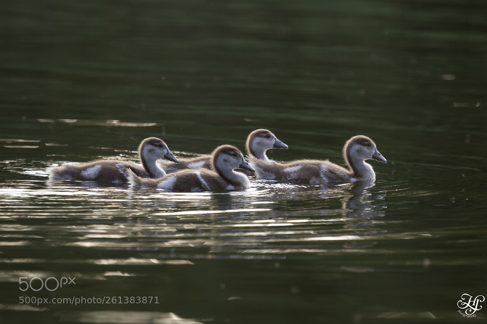 Canon EOS 5D Mark II sample photo. Jonge nijlgans (alopochen aegyptiaca) photography