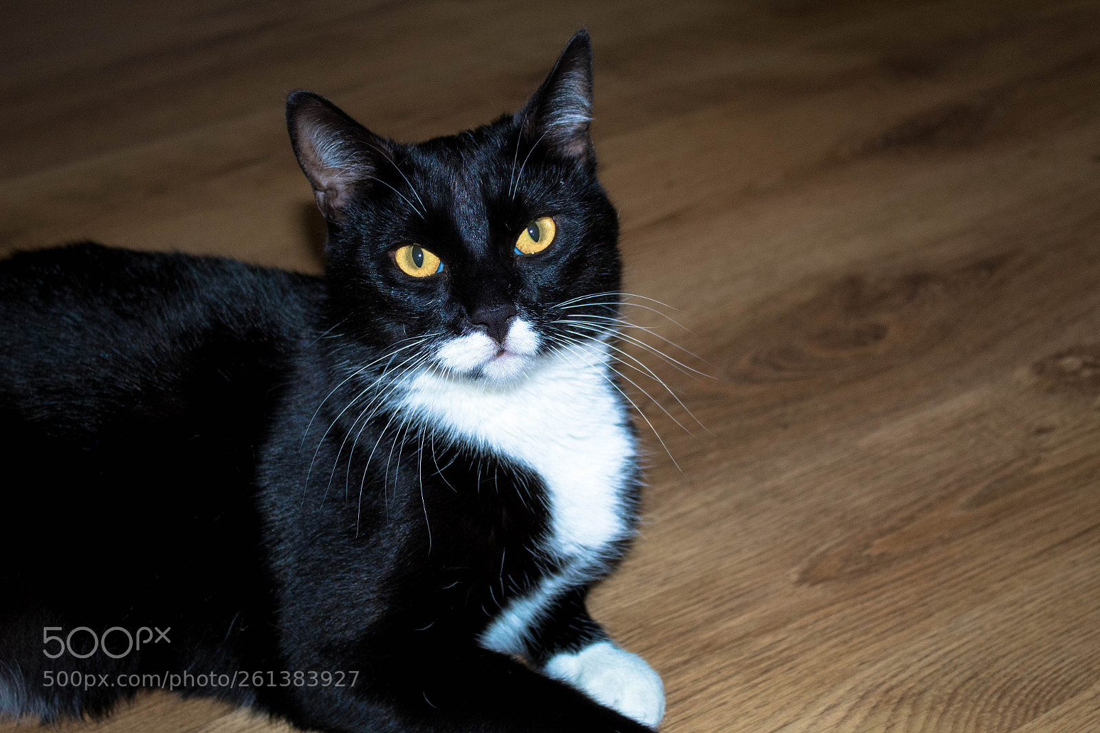 Canon EOS 1300D (EOS Rebel T6 / EOS Kiss X80) sample photo. Bram the cat photography