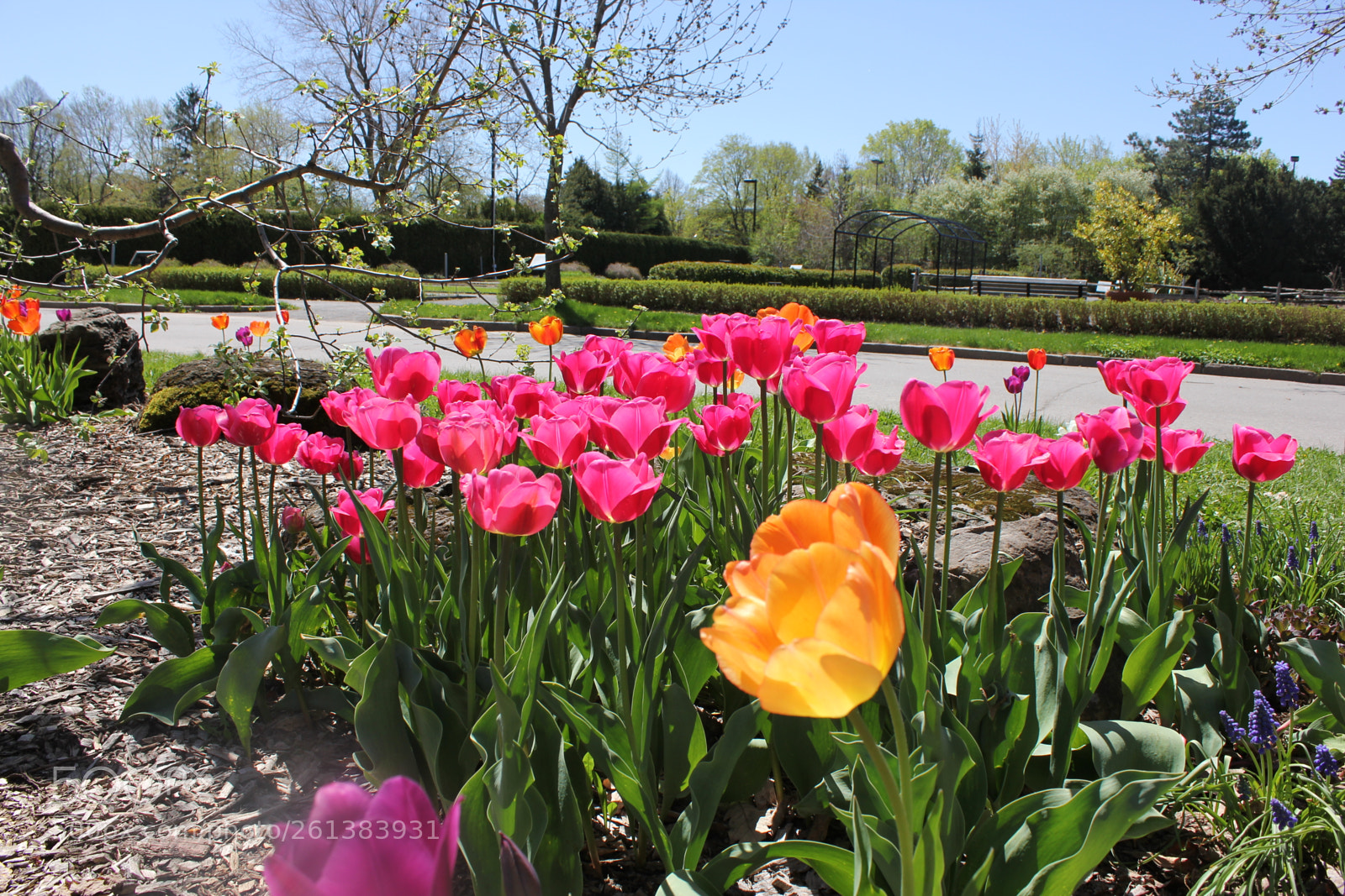 Canon EOS 550D (EOS Rebel T2i / EOS Kiss X4) sample photo. Tulips montreal botanical gardens photography