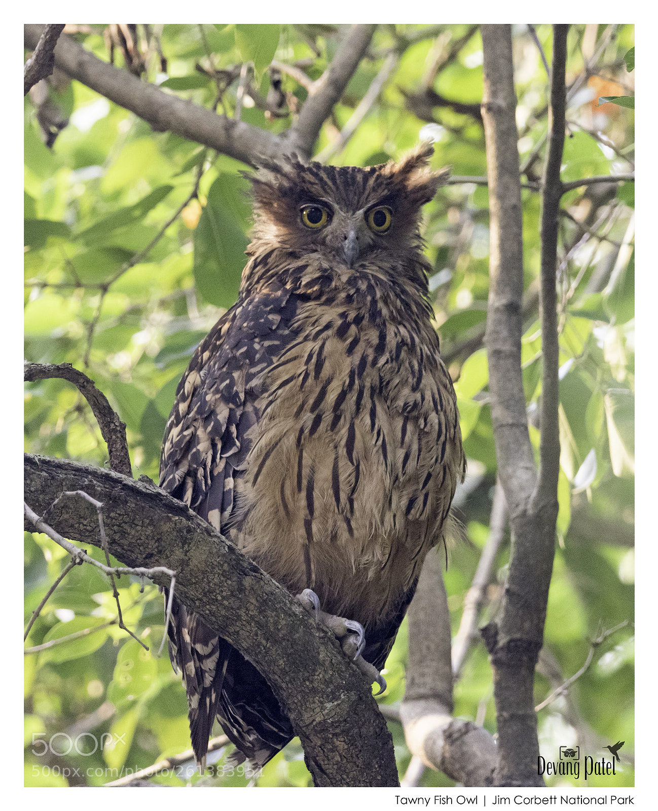 Canon EOS 80D sample photo. Tawny fish owl photography