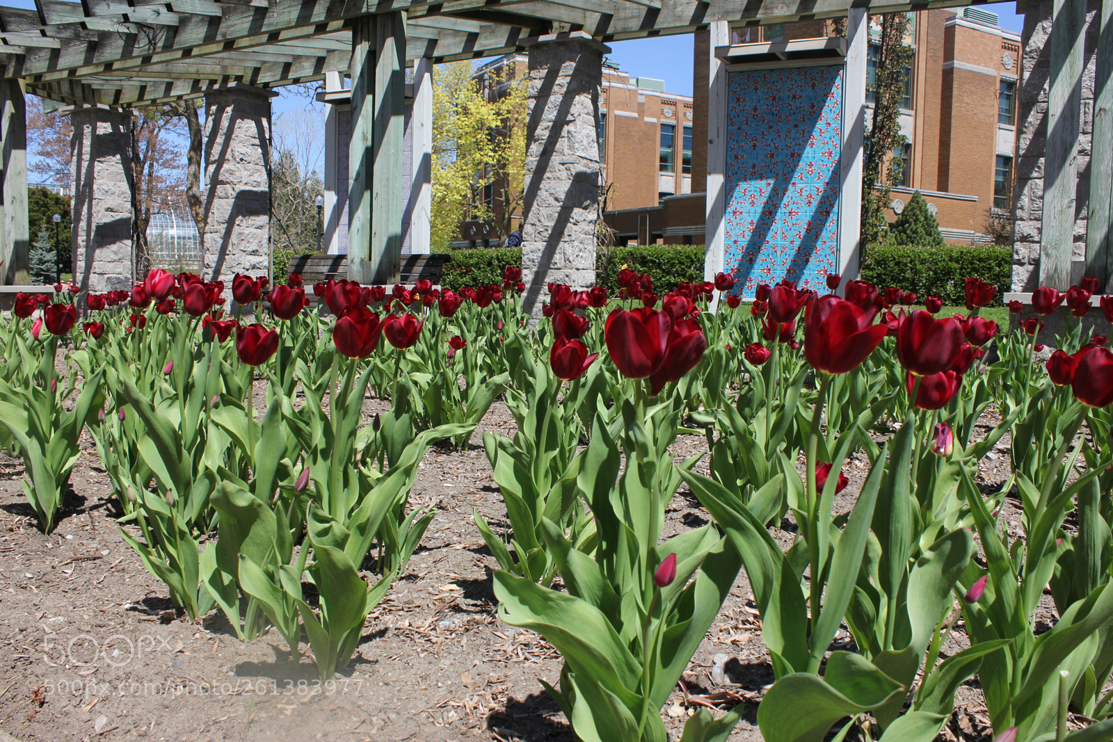 Canon EOS 550D (EOS Rebel T2i / EOS Kiss X4) sample photo. Tulips montreal botanical gardens photography