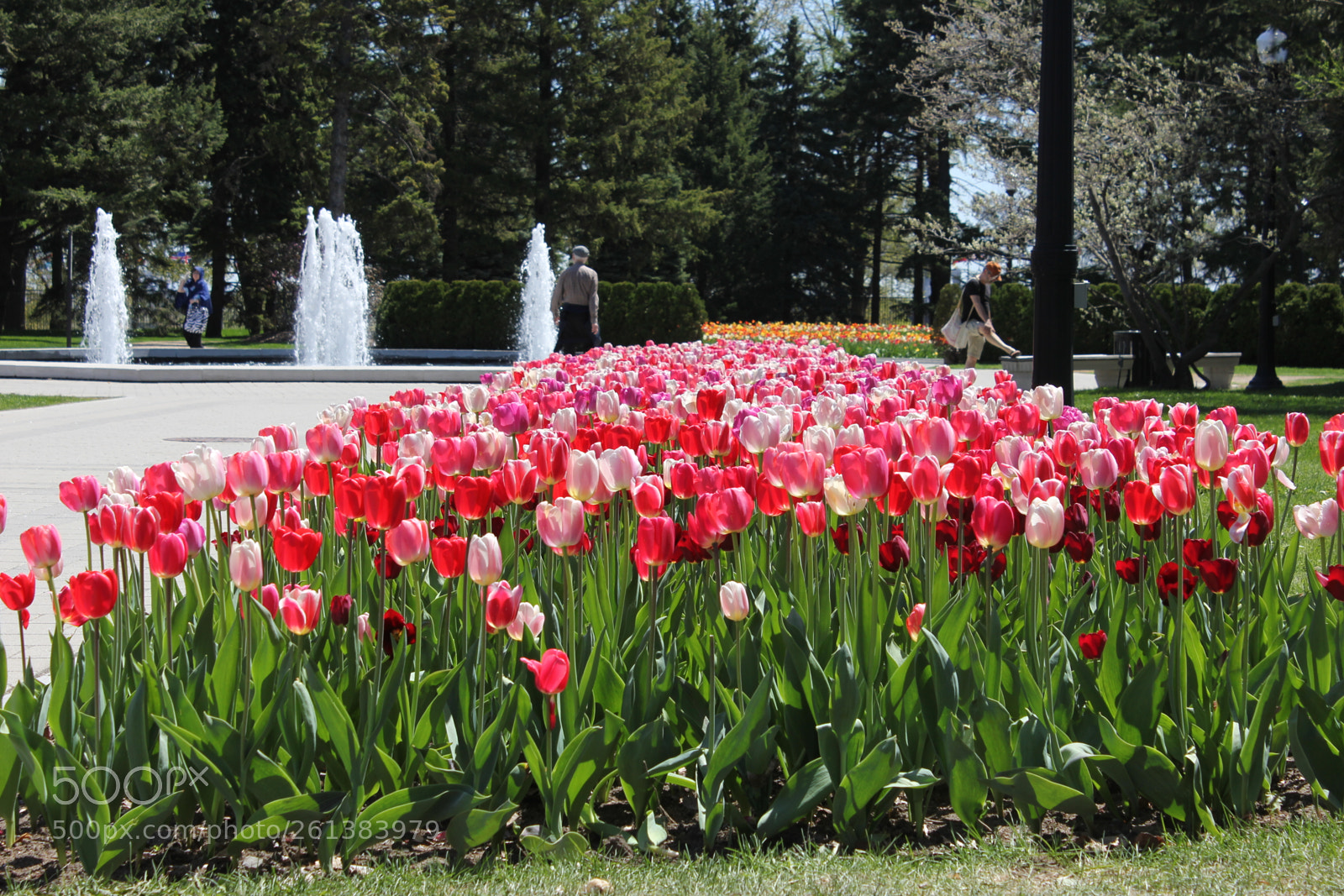 Canon EOS 550D (EOS Rebel T2i / EOS Kiss X4) sample photo. Tulips montreal botanical gardens photography