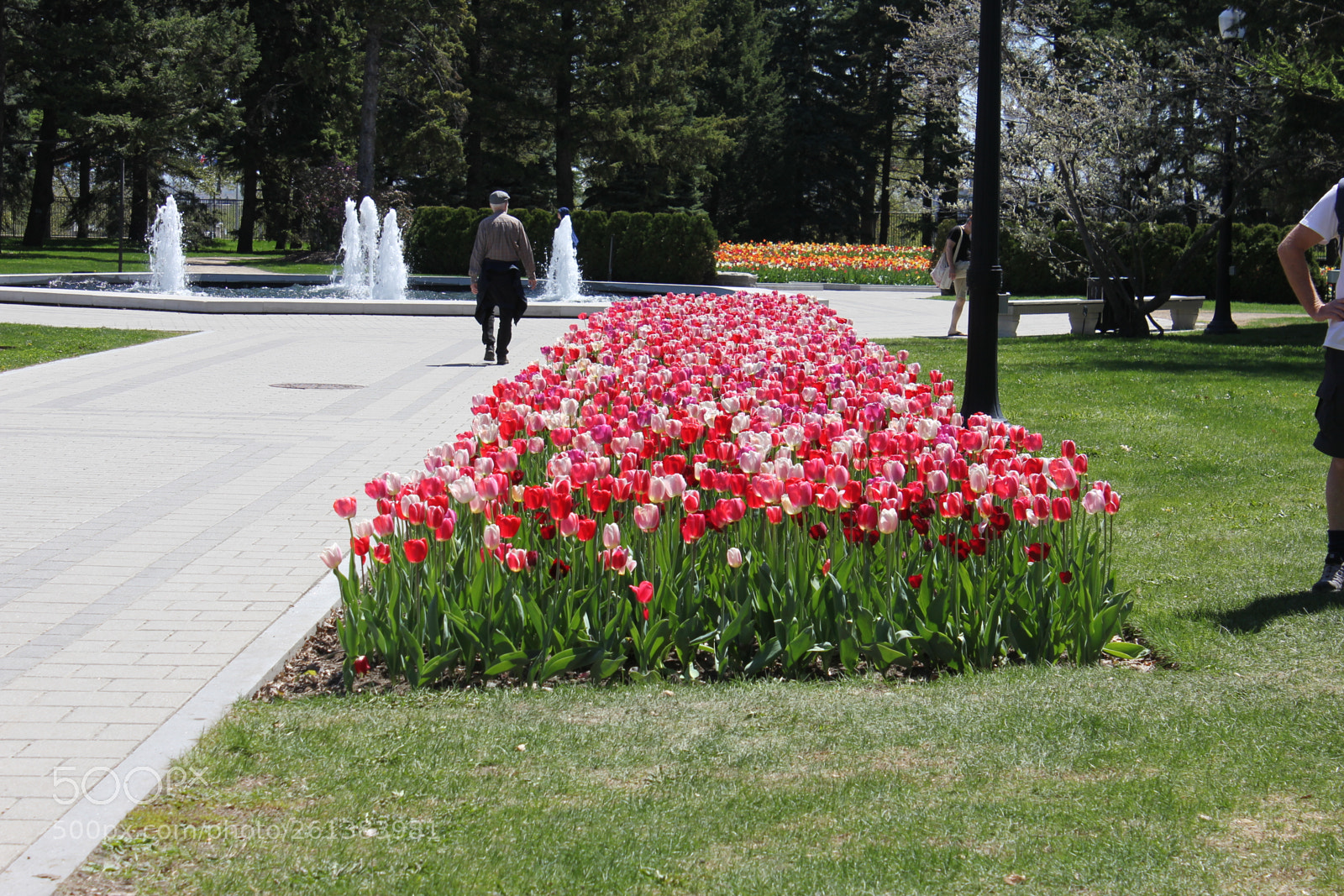 Canon EOS 550D (EOS Rebel T2i / EOS Kiss X4) sample photo. Tulips montreal botanical gardens photography