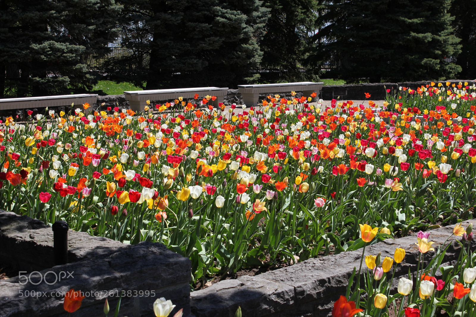 Canon EOS 550D (EOS Rebel T2i / EOS Kiss X4) sample photo. Tulips montreal botanical gardens photography