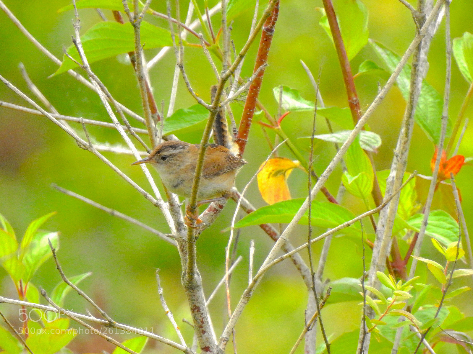 Nikon Coolpix P900 sample photo. Marsh wren photography
