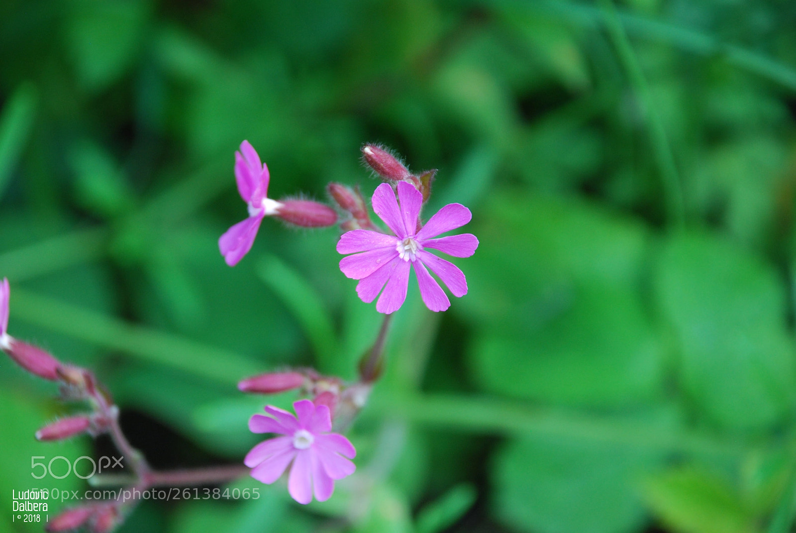 Nikon D40X sample photo. Sauvageonne photography
