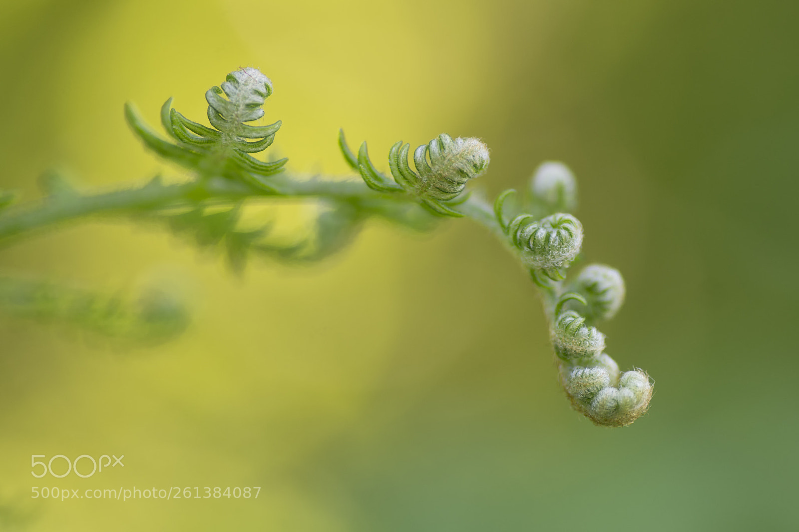 Sony SLT-A58 sample photo. Fern photography