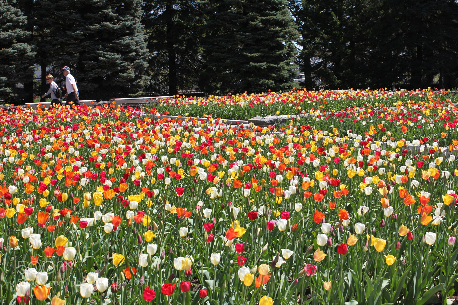 Canon EOS 550D (EOS Rebel T2i / EOS Kiss X4) sample photo. Tulips montreal botanical gardens photography
