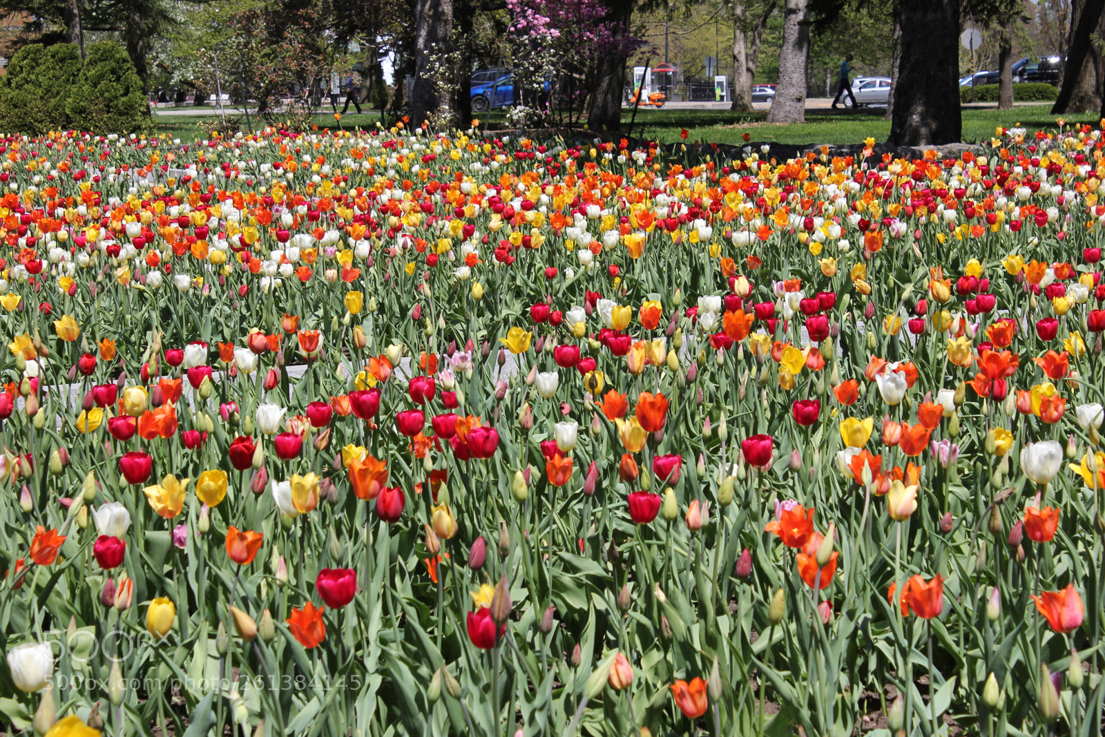 Canon EOS 550D (EOS Rebel T2i / EOS Kiss X4) sample photo. Tulips montreal botanical gardens photography