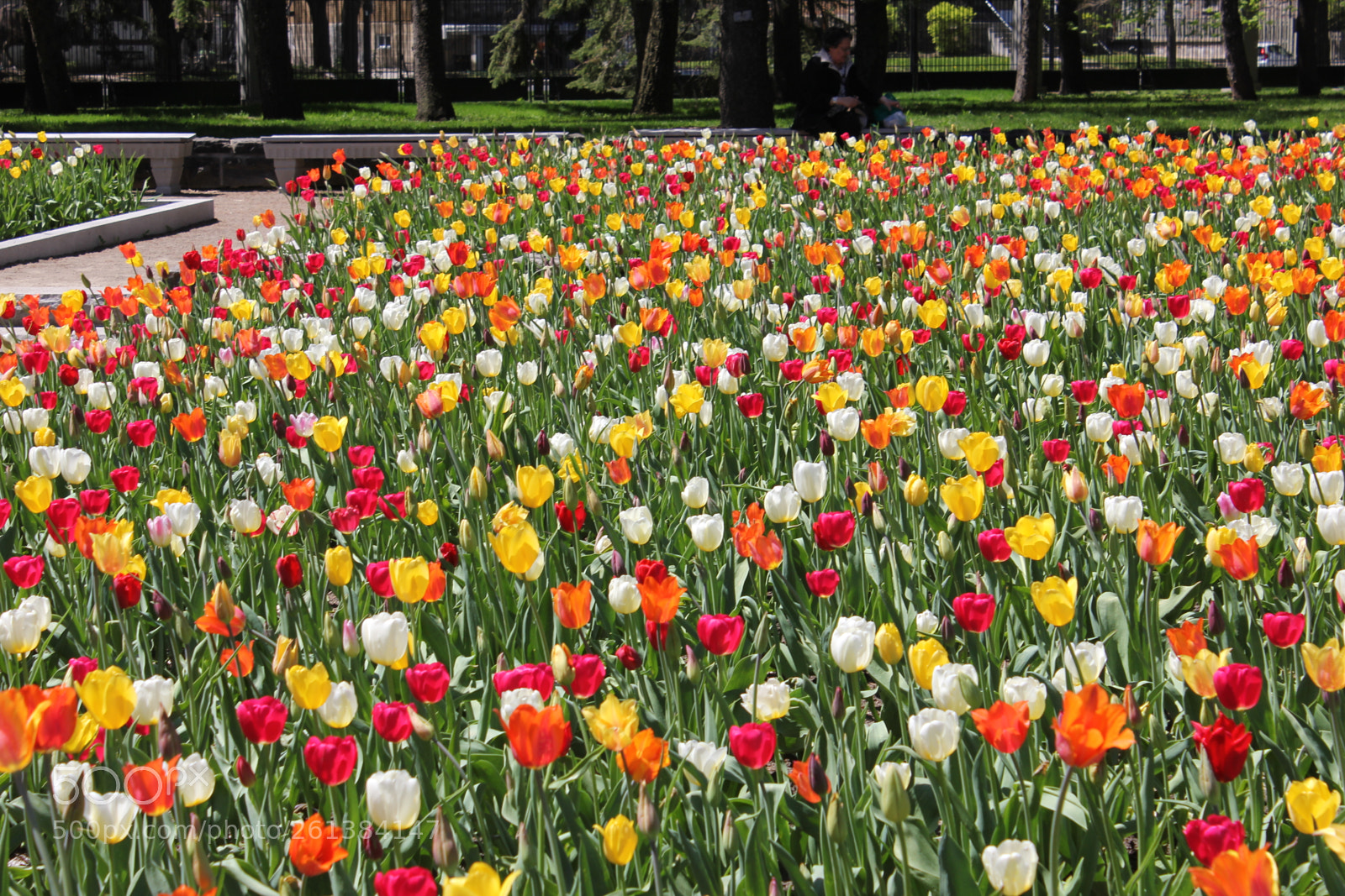 Canon EOS 550D (EOS Rebel T2i / EOS Kiss X4) sample photo. Tulips montreal botanical gardens photography