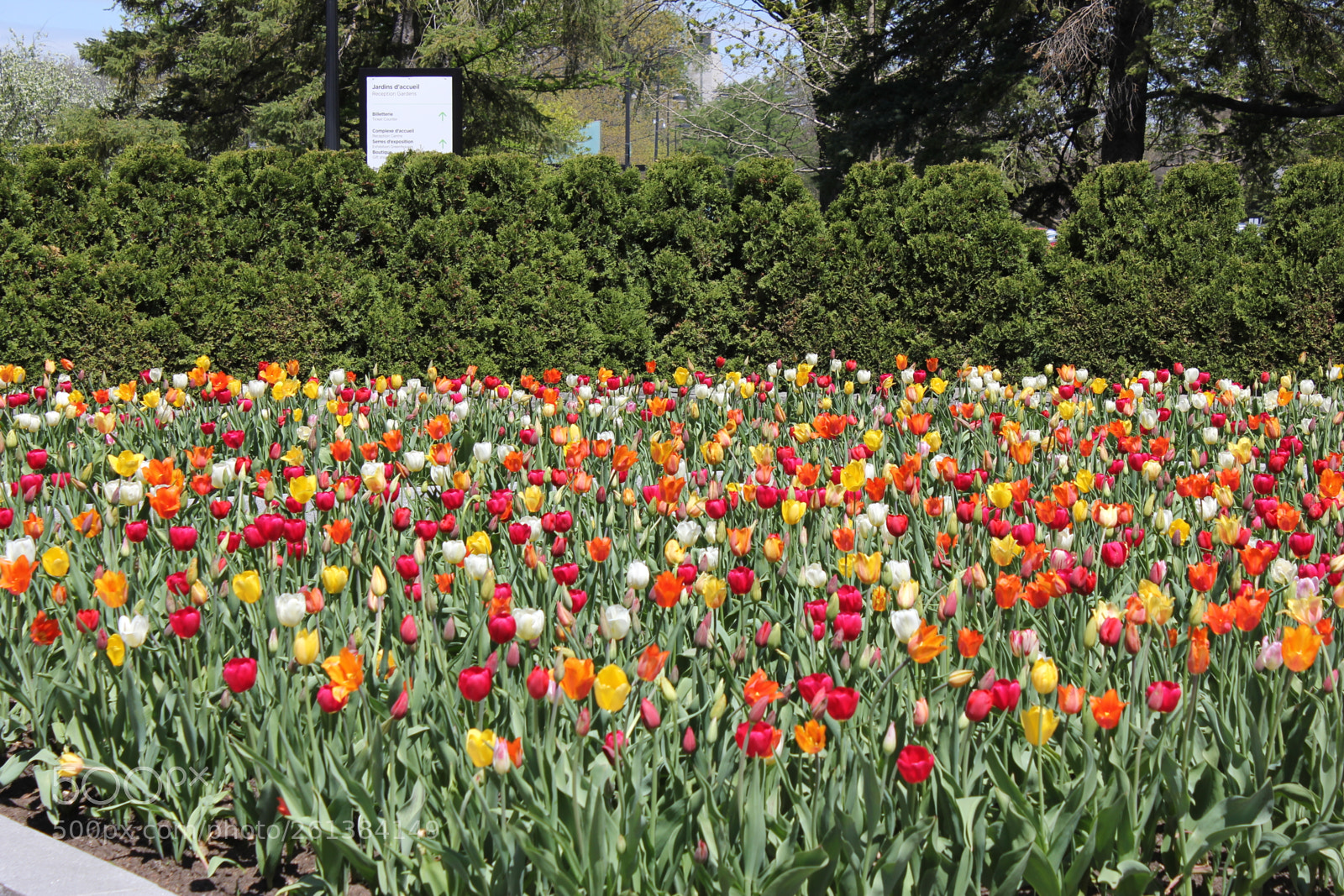 Canon EOS 550D (EOS Rebel T2i / EOS Kiss X4) sample photo. Tulips montreal botanical gardens photography