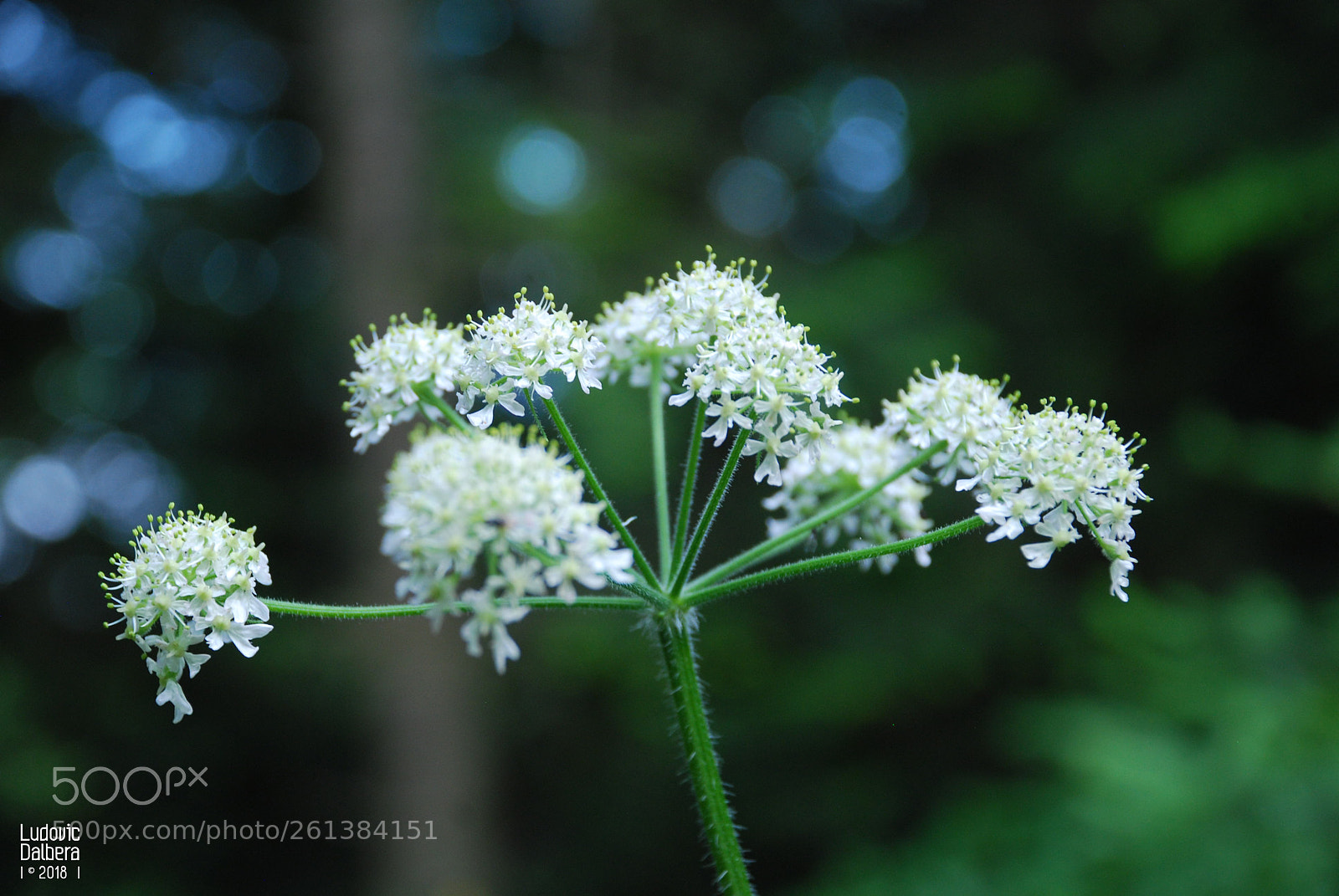 Nikon D40X sample photo. Constellation de l'herm photography