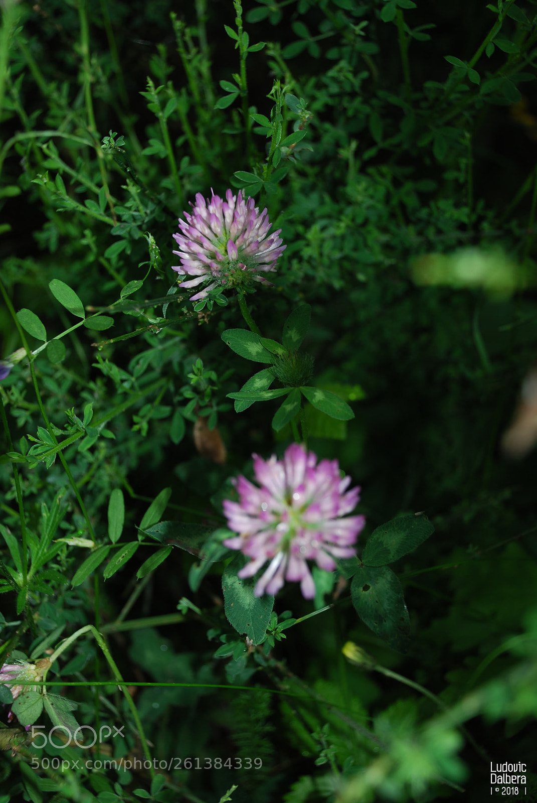 Nikon D40X sample photo. Boulette en herbe photography
