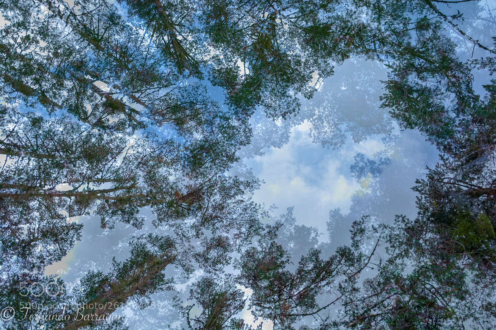 Nikon D7100 sample photo. Lozoya bosque zenital photography