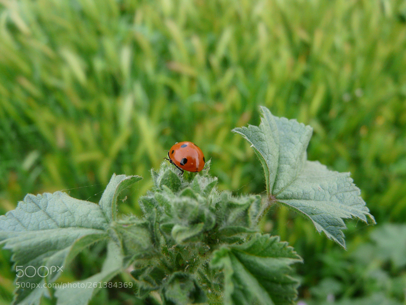 Panasonic DMC-FZ18 sample photo. P photography