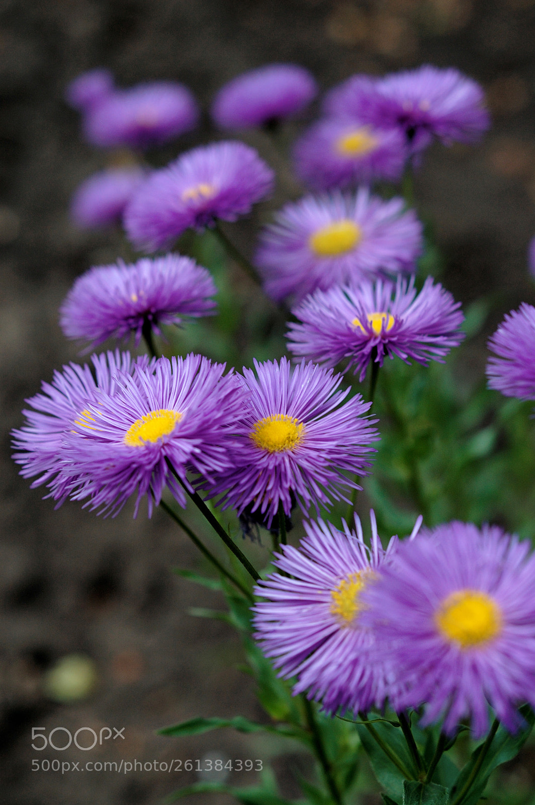 Nikon D70s sample photo. Flowers photography