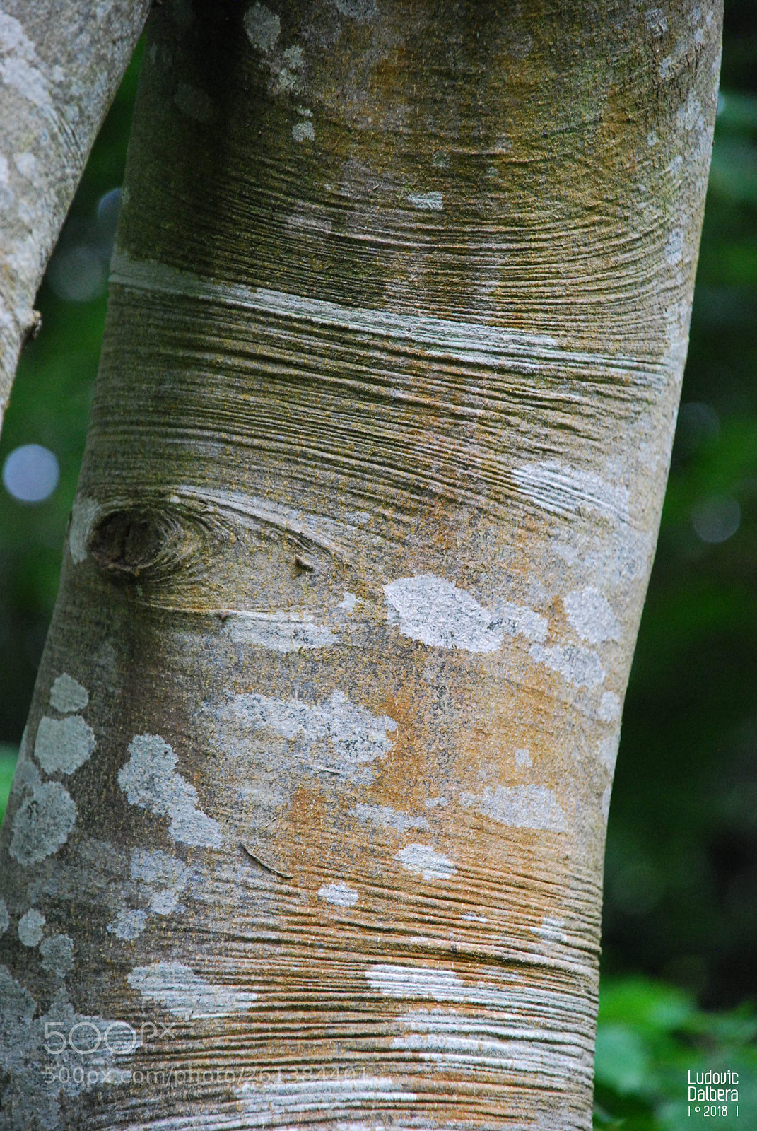 Nikon D40X sample photo. Peau d'arbre photography