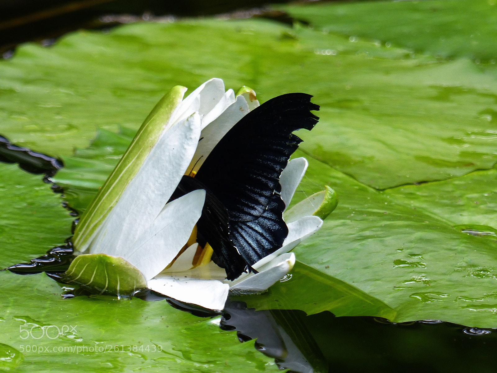 Panasonic Lumix DMC-FZ200 sample photo. Butterfly enjoys nectar .... photography