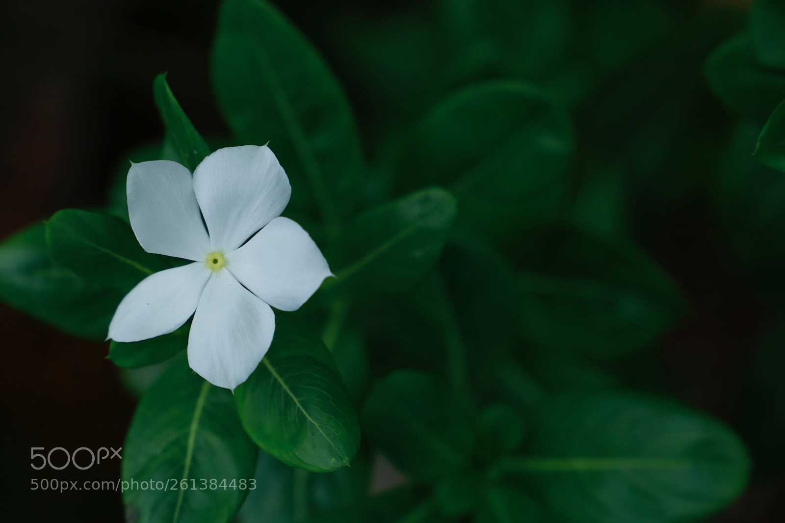 Canon EOS 6D sample photo. Nerium | காச அரளி photography