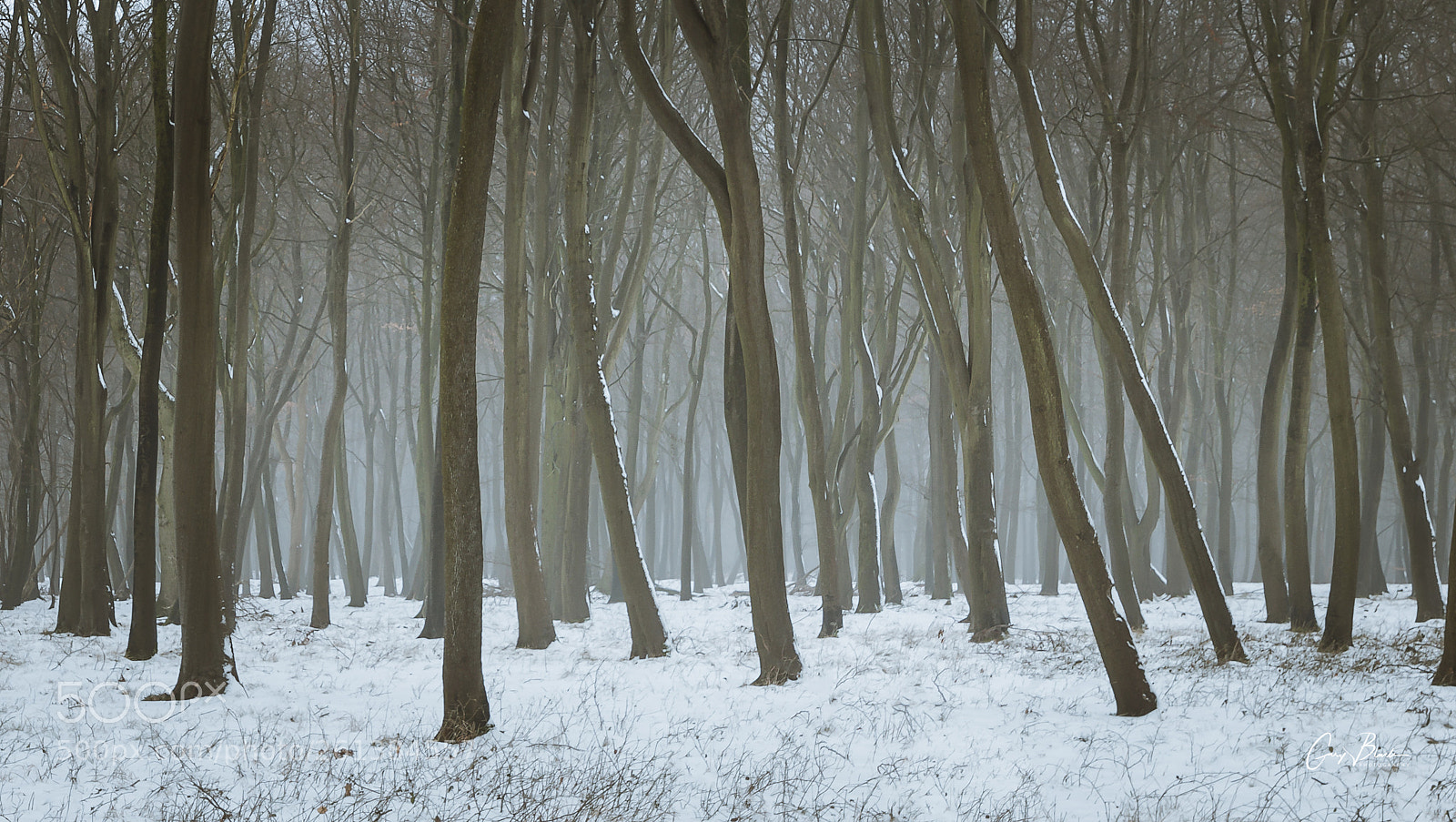 Canon EOS 6D Mark II sample photo. The forest photography