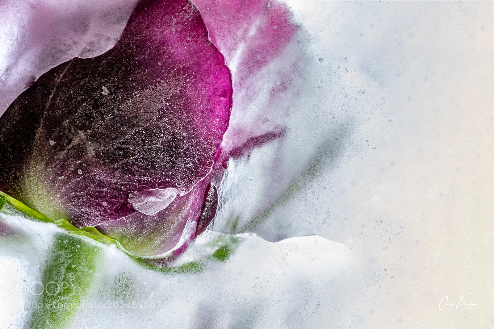 Canon EOS 6D Mark II sample photo. Frozen rose photography