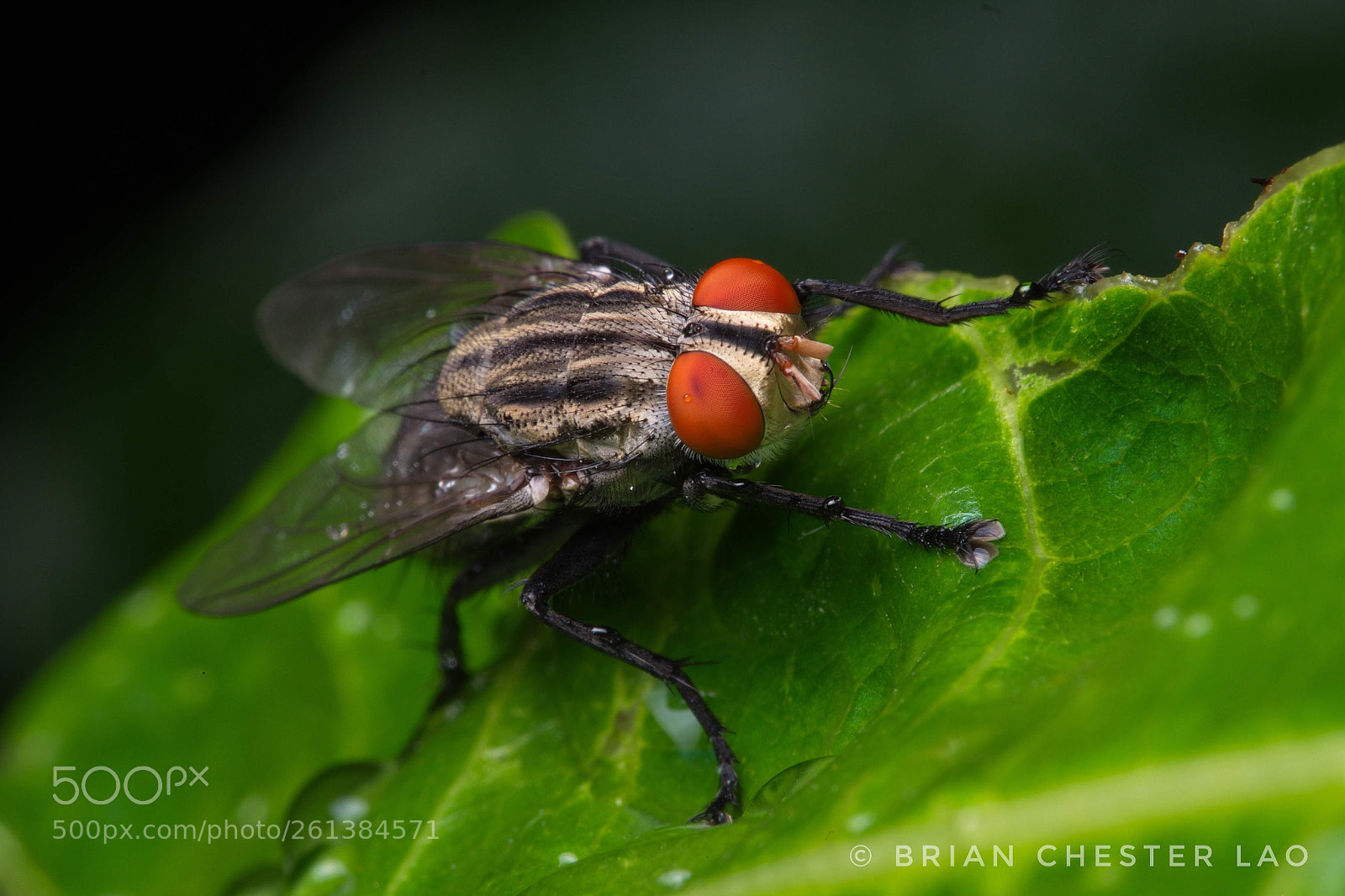Fujifilm X-T1 sample photo. Slighty wet fly photography