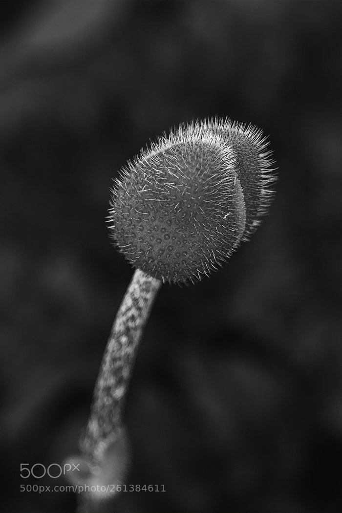 Canon EOS 70D sample photo. Poppy bud b&w photography
