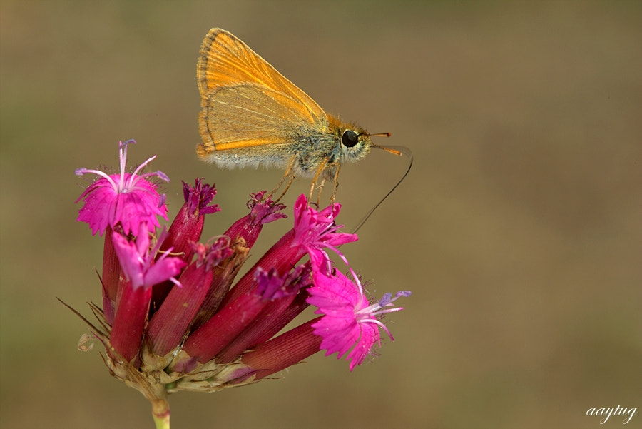 Canon EF 100mm F2.8 Macro USM sample photo. Nectar photography