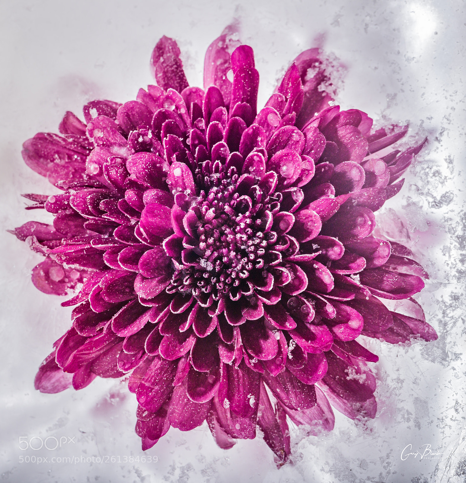 Canon EOS 6D Mark II sample photo. Frozen flower photography